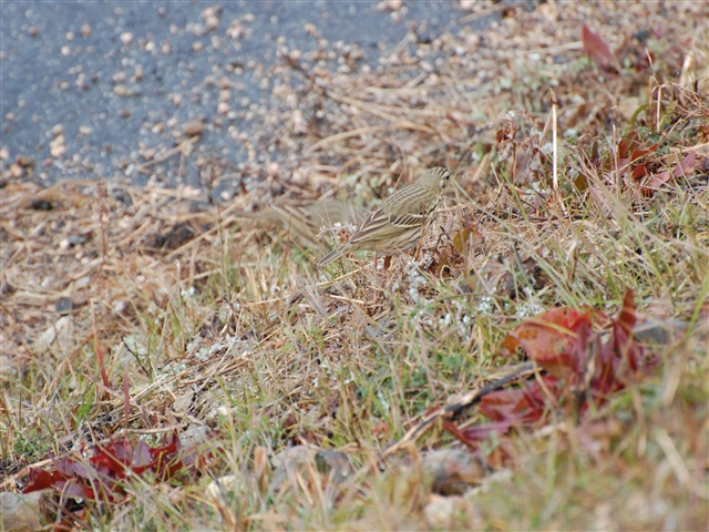 �[�Ԃ̂��܂����O�̕�����Ȃ���