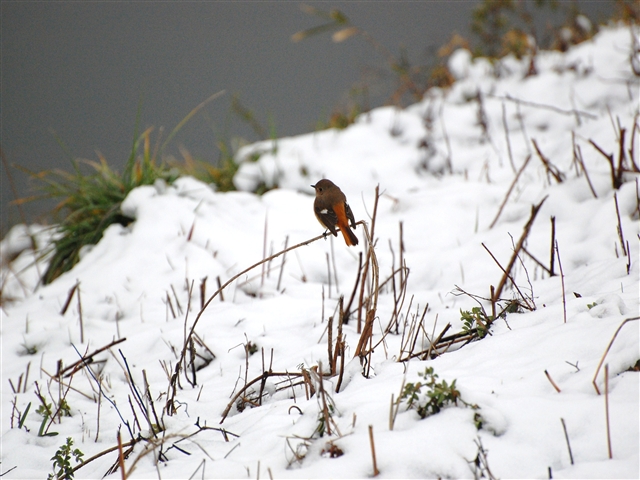 ��i�F�̒��̃W���E�r�^�L