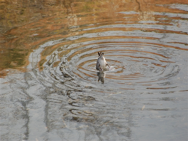 �J�����G�T����邽�߂ɋt�����Ő����ɓ���������ł���