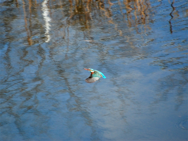 �J���Z�~�����ł���Ƃ���