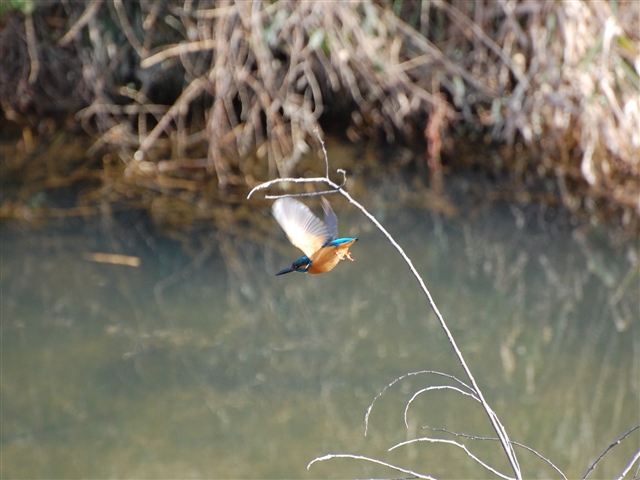 �J���Z�~�����}�����ї��Ƃ���