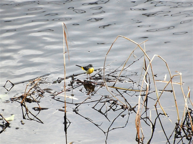 ���ʂ̏��}�ɂƂ܂�L�Z�L���C