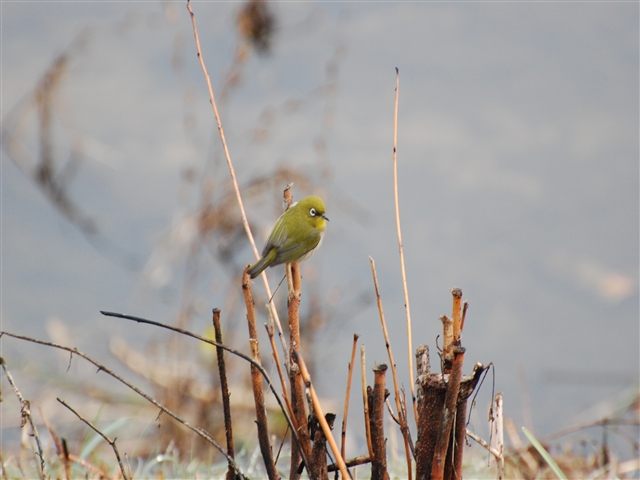 ���}�ɂƂ܂郁�W��