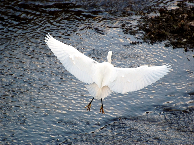 �V���T�M�����ł���Ƃ���