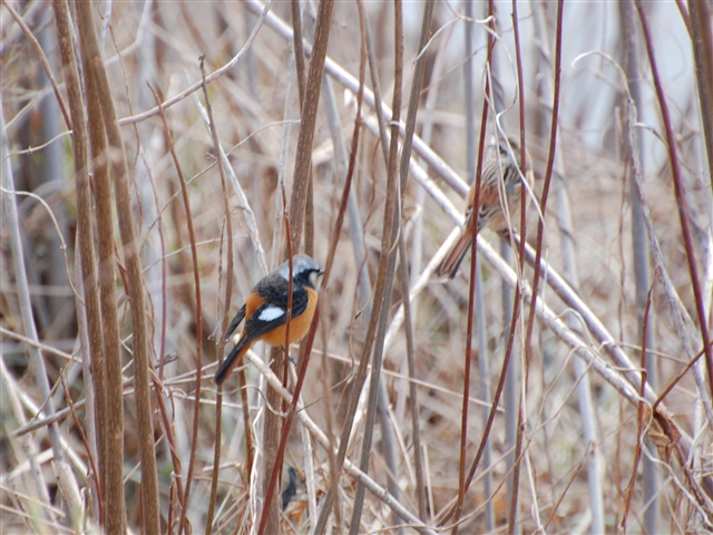 �W���E�r�^�L�Y�Ǝ�