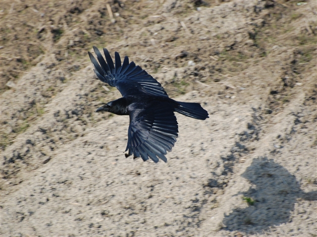 �͂��ԂƃJ���X