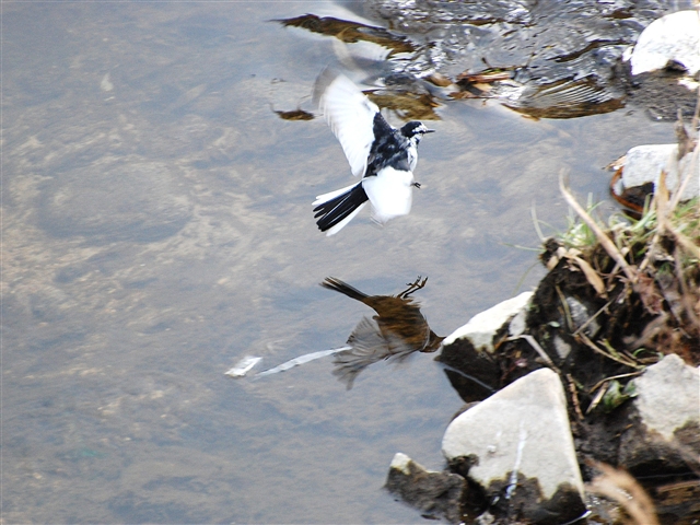 �Z�O���Z�L���C