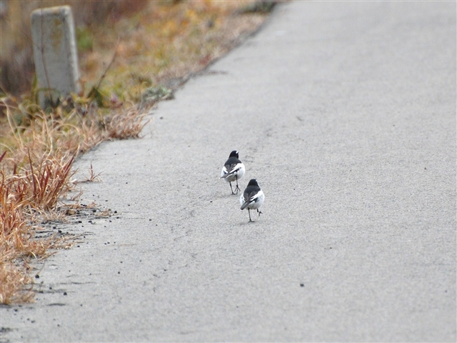 �Z�O���Z�L���C