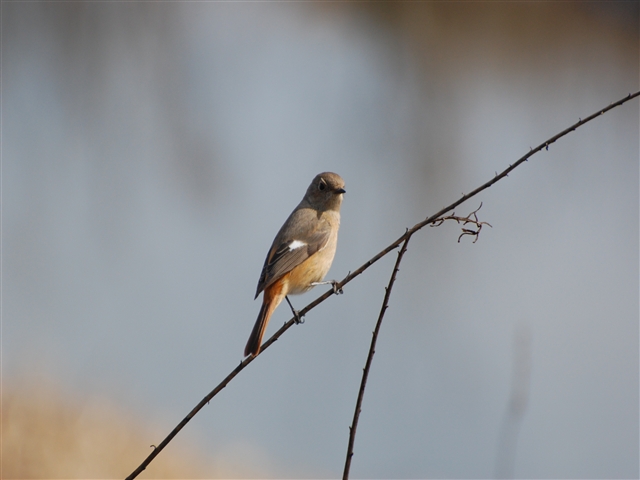 ���O�̕�����Ȃ���