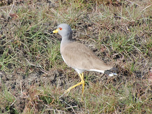 �P���Ƃ������̒�