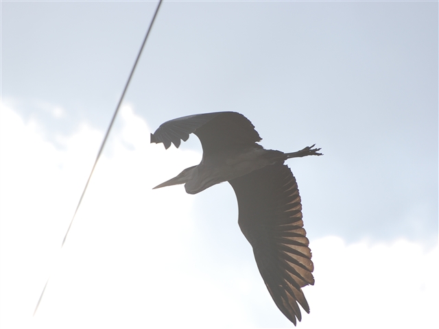 ���ԃV���T�M