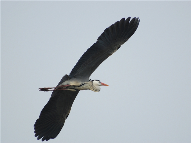 ��ԃA�I�T�M