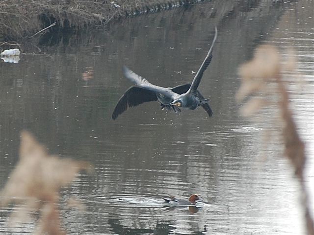 �J���E�Q�H