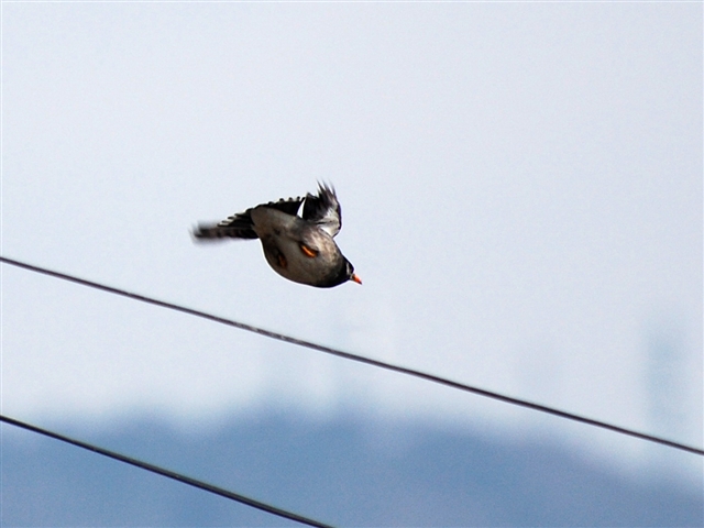 ���N�h��