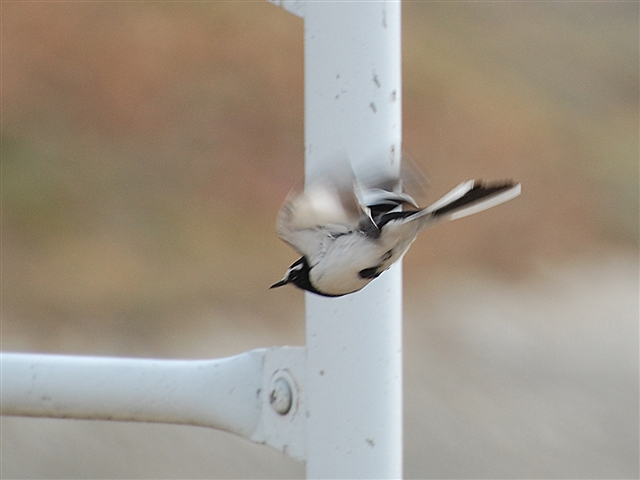 �Z�O���Z�L���C