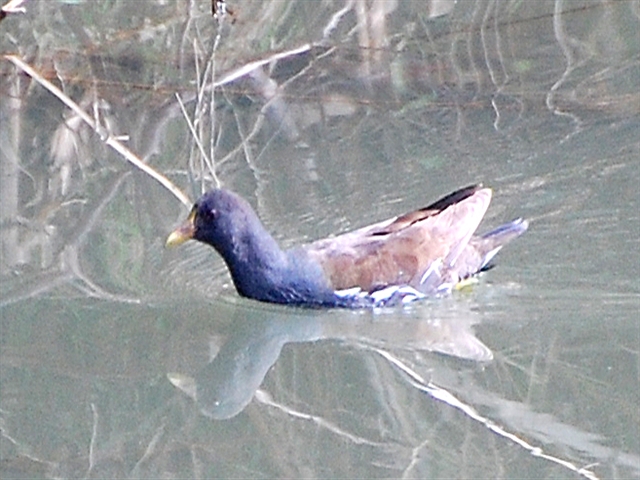 �o���Ƃ������ł�