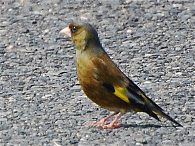 ���O�̕�����Ȃ���