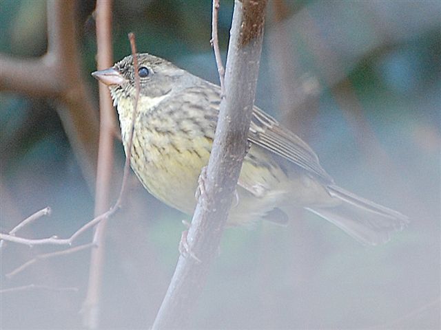 ���O�̕�����Ȃ���