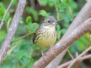 ���O�̕�����Ȃ���