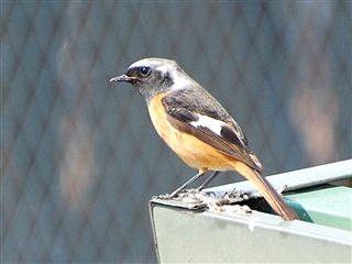 �W���E�r�^�L