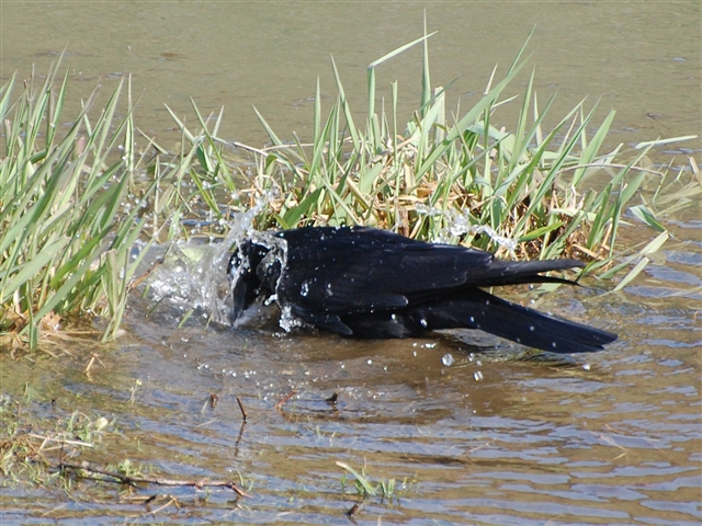 �J���X�̐�����