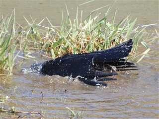 �J���X�̐�����