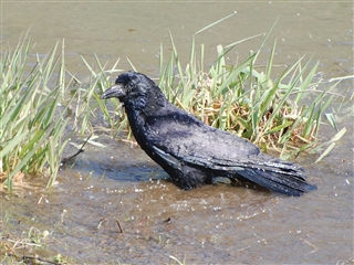 �J���X�̐�����