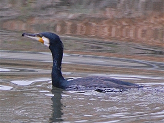 �J���E�������o�Ă���