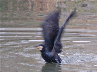 �J���E��ї����n��