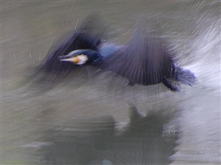 �J���E��ї���