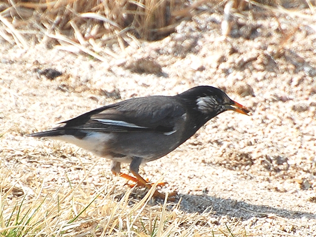 ���N�h��