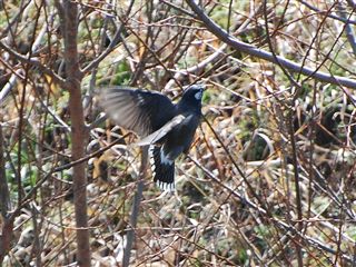 ���N�h�����