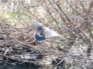 ���N�h�����