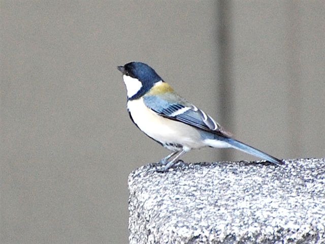 �V�W���E�J��