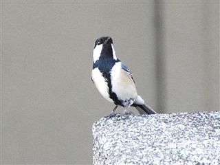 �V�W���E�J��