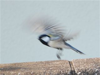 �V�W���E�J����ї���