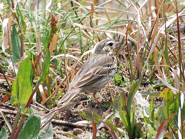 ���O�̕�����Ȃ���