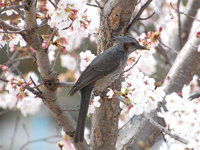 �q���h��