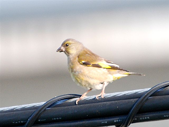 �J�����q��