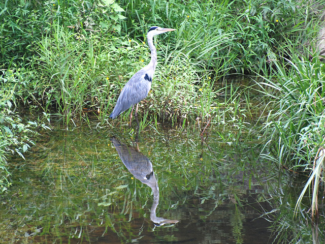 ���ʂɎʂ����A�I�T�M