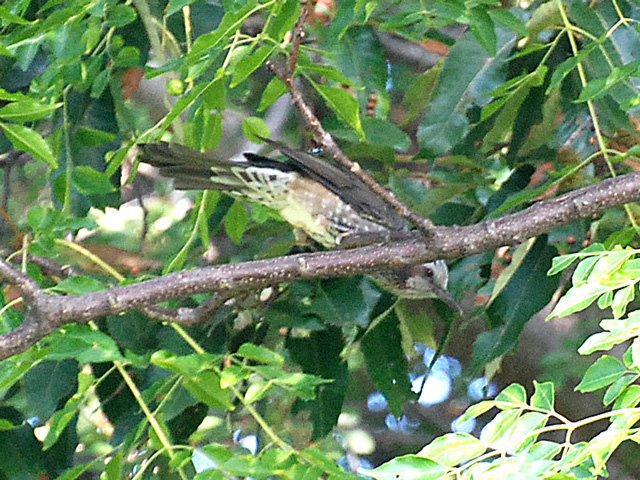 ���R�̖؂ɗ����q���h��