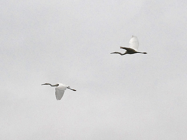 �R�T�M���Q�H���ł��܂�