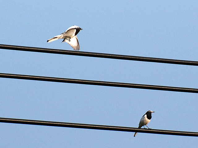 �Z�O���Z�L���C�̂���