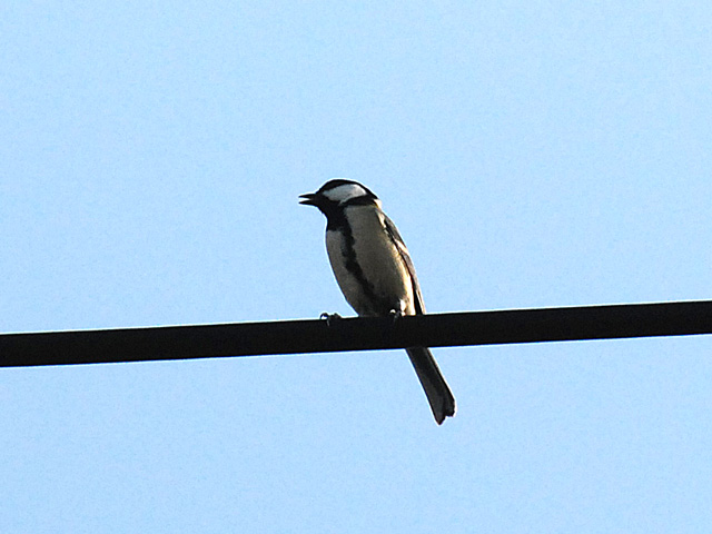 �V�W���E�J�������Y�̂��Ȃ��Ԃɗ��܂����B