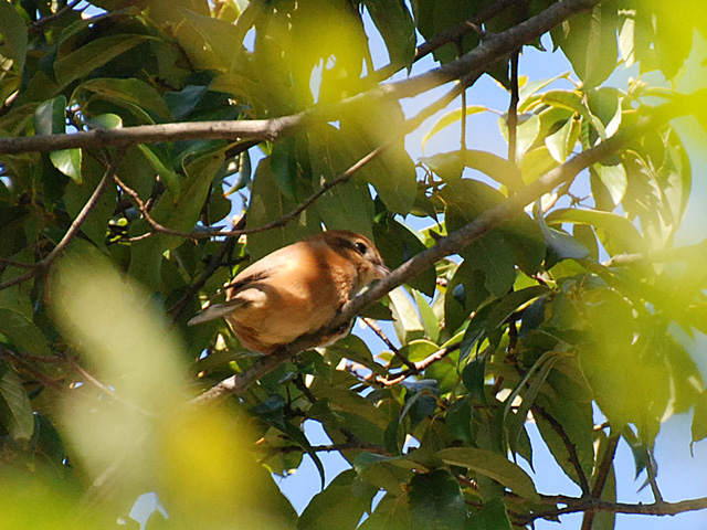 ���R�ɗ������Y