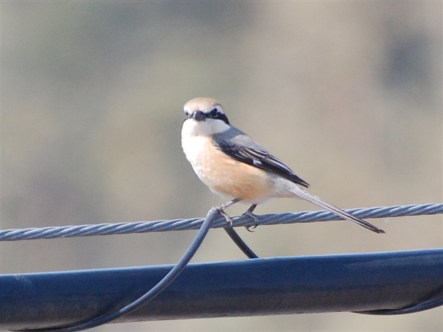 �d���ɂƂ܂閼�O�̕�����Ȃ���