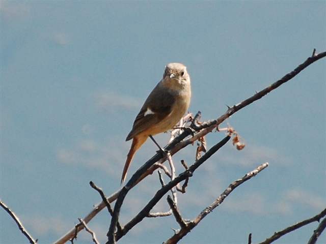 ���}�ɂƂ܂閼�O�̕�����Ȃ���