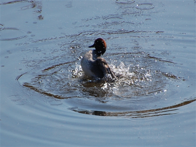 �H�΂������Ƃ��Ƃ���J��