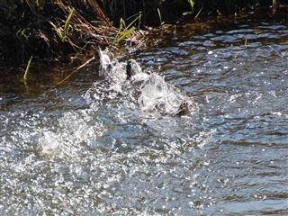 ����O�̃J��