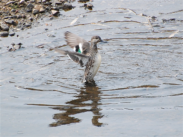 �H�΂�������������J��